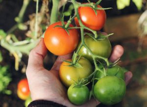 Muestra agroalimentaria 2018