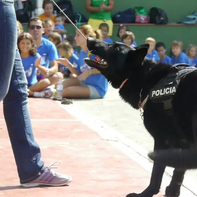 Exhibición canina
